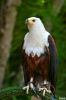 Filename=eaglewild.JPG
Filesize=105KB
Dimensions=467x701
Date added=Sep 19, 2007 eaglewild.JPG
