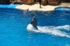 seaworlddolphin.JPG